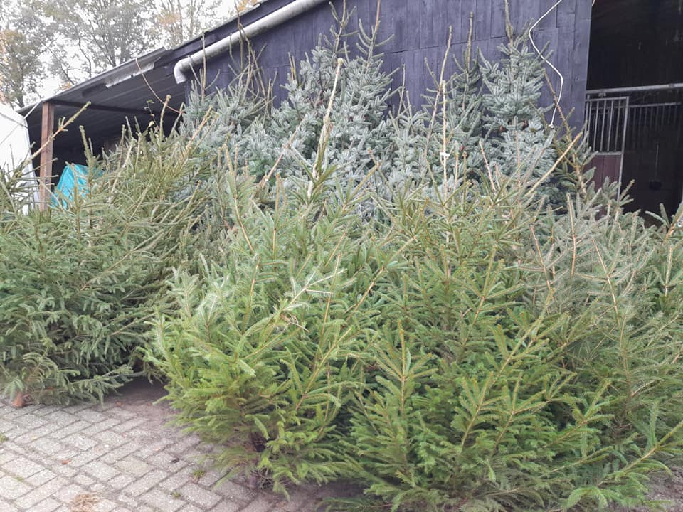 Kerstbomen bij Lensink Aardappelen Aalten.